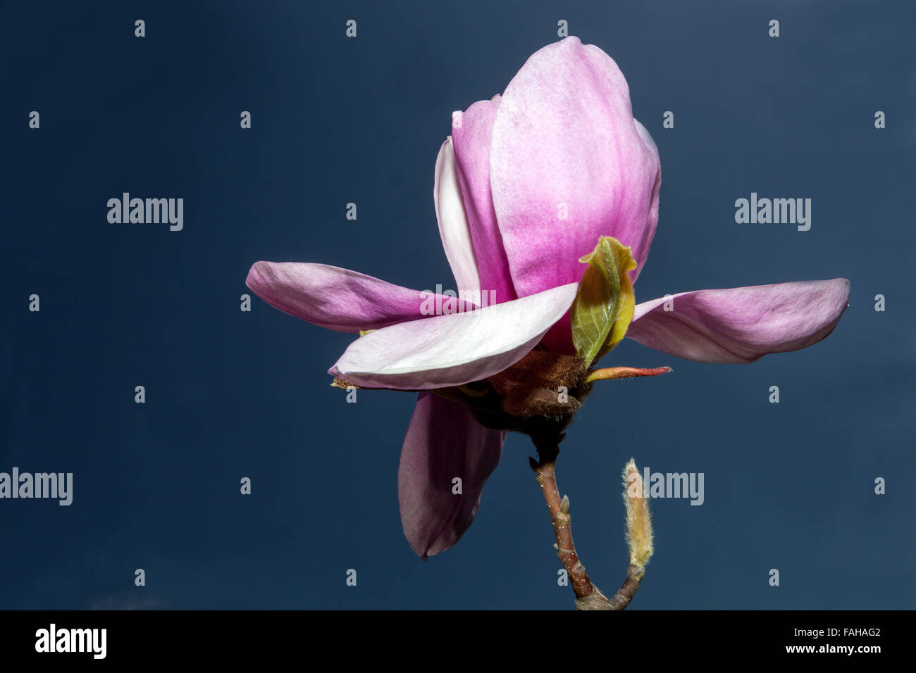 Magnolia x soulangeana blossom bud spring pink flower budding Stock ...