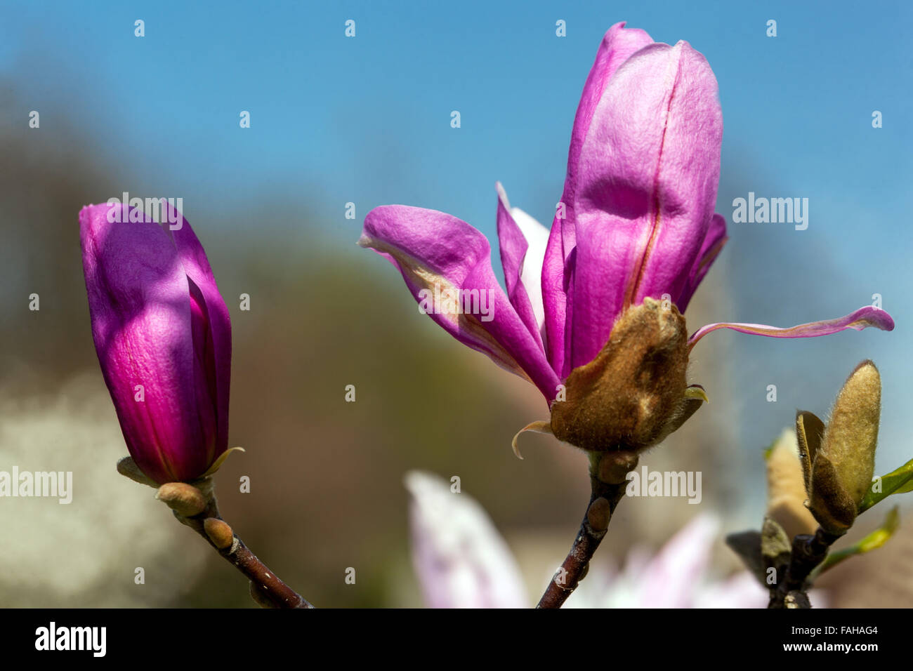 Magnolia soulangeana with purple pink flowers Stock Photo - Alamy