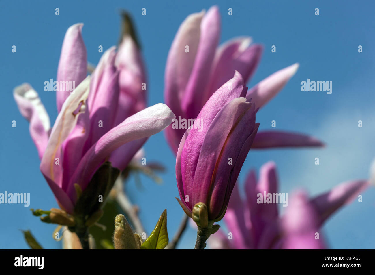 Pink Magnolia soulangeana tree buds Spring purple flowers blooming ...