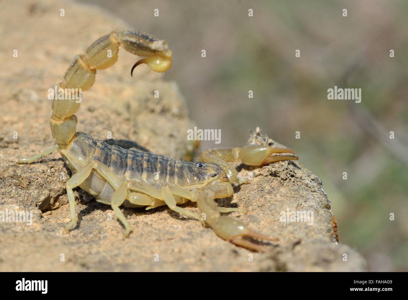 Common yellow scorpion (Buthus occitanus) in defensive posture in Azerbaijan. A scorpion in the family Buthidae Stock Photo