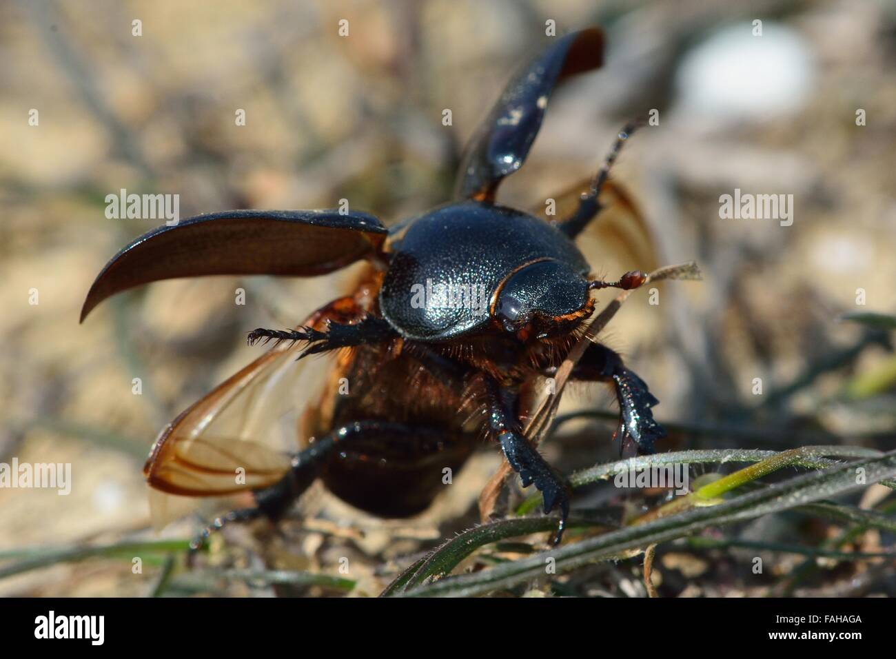 Scarab beetle taking flight. A beetle in the family Scarabaeidae (subfamily Scarabaeinae) taking flight in arid Azerbaijan Stock Photo