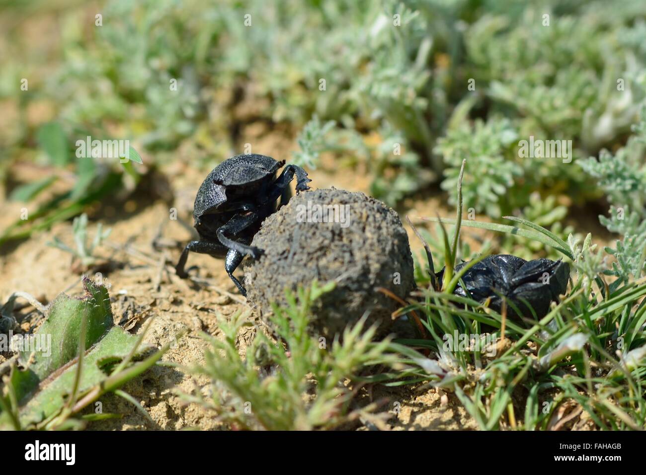 Dung beetles rolling a dung ball in Azerbaijan. A dung beetle moves a ball to a burrow after defeating a competitor Stock Photo