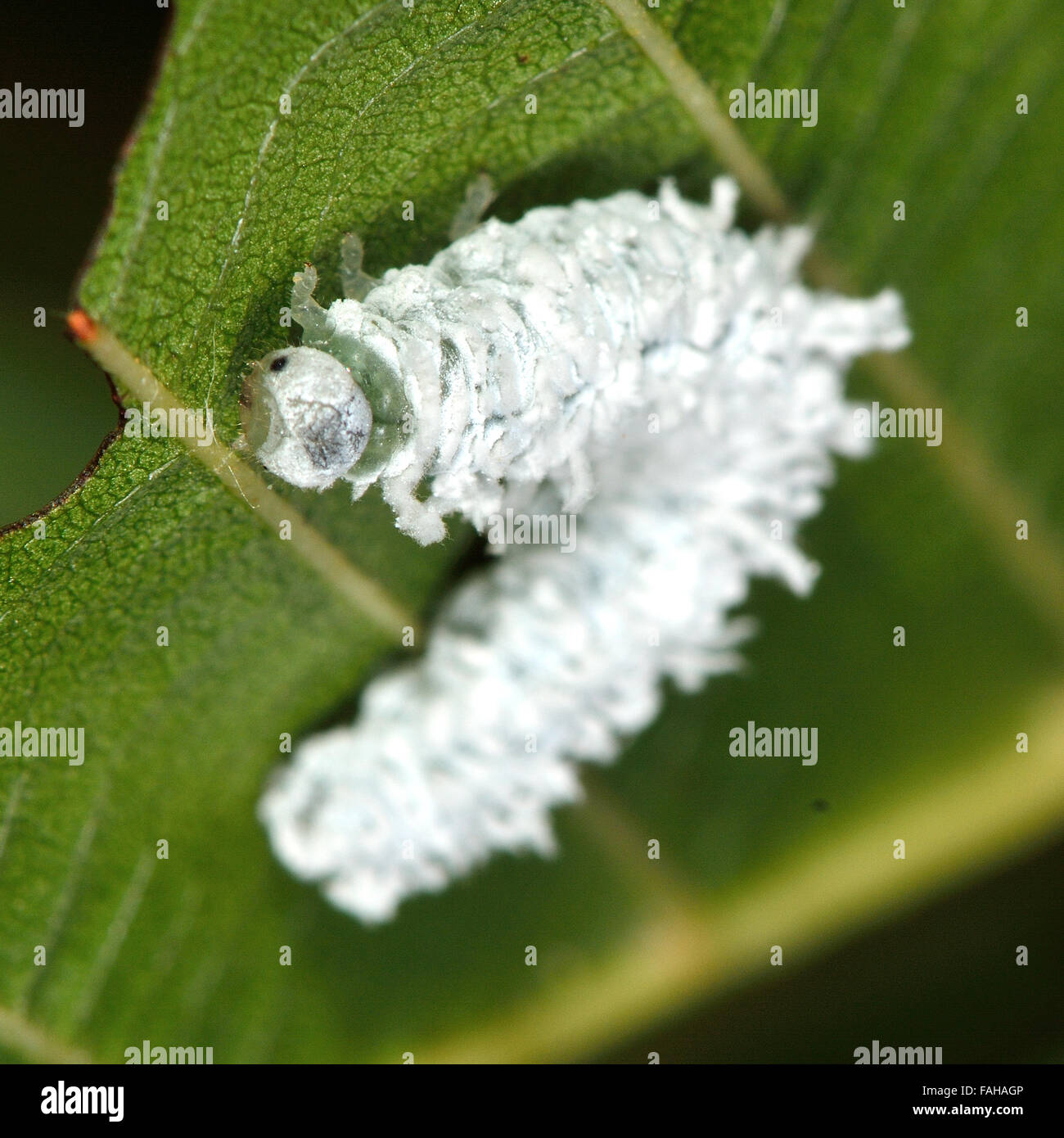 Sawfly caterpillar hires stock photography and images Alamy