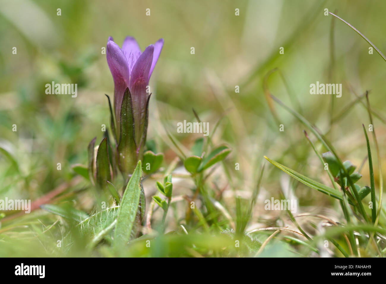 Early gentian (Gentianella anglica). This tiny plant is one of Britain's relatively few endemic species of higher plant. Stock Photo