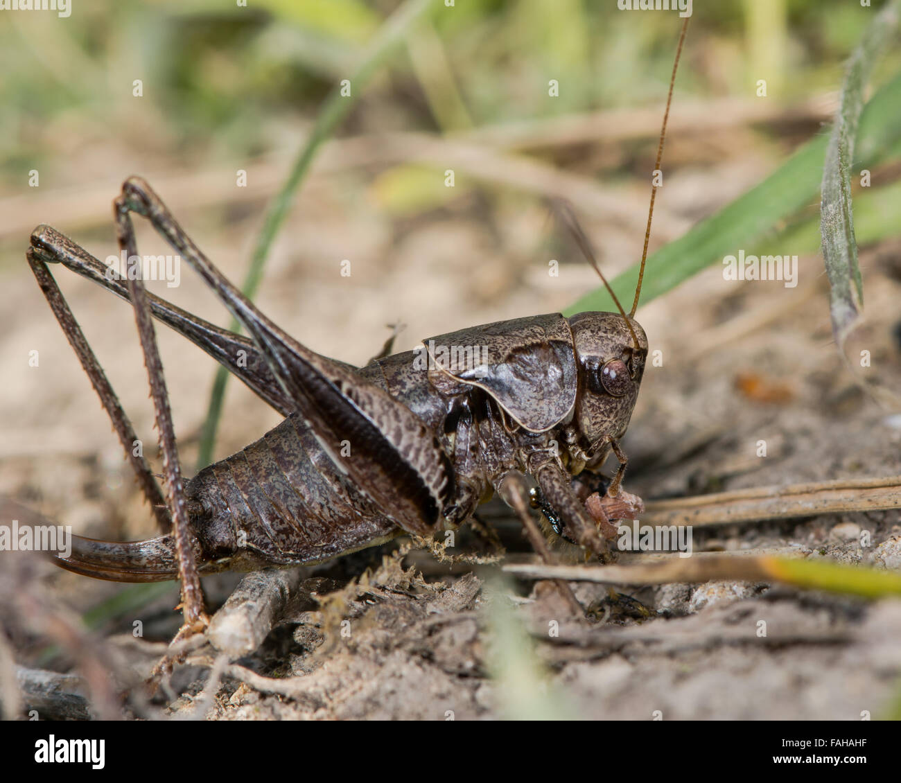 Dark bush cricket (Pholidoptera griseoaptera) eating a solitary bee. An omnivorous cricket in the family Tettigoniidae Stock Photo