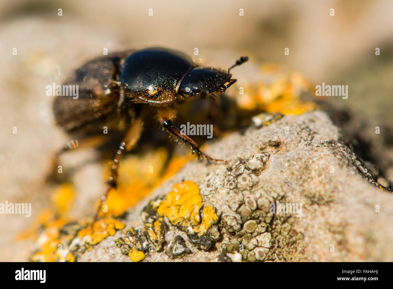 Aphodius contaminatus dung beetle. A common British and European dung beetle in the family Scarabaeidae, with lichen Stock Photo