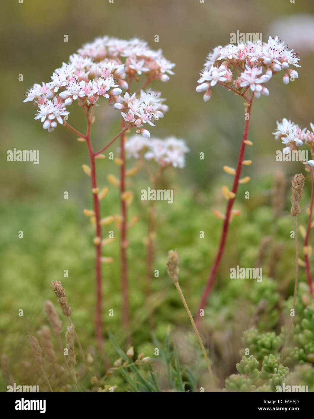 White stonecrop (Sedum album). A plant in the family Crassulaceae flowering in Somerset, UK Stock Photo