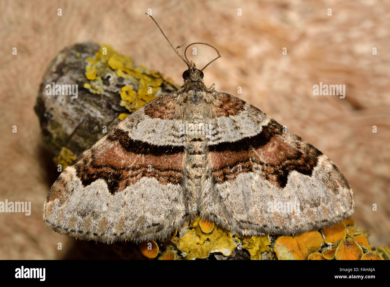 Flame carpet moth (Xanthorhoe designata). A well marked moth in the