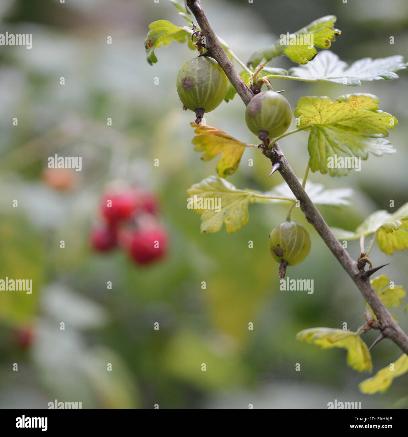 Gooseberry (Ribes uva-crispa) bush growing wild in a British wood, in front of out of focus raspberries Stock Photo
