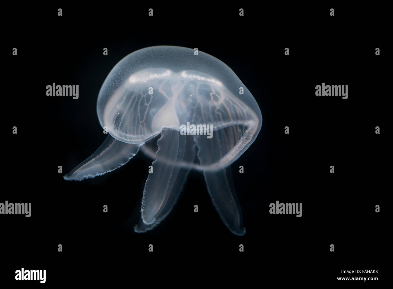 Moon jelly, moon jellyfish, common jellyfish, saucer jelly, Ohrenqualle, Ohren-Qualle, Qualle, Quallen, Aurelia aurita, Aurélie Stock Photo