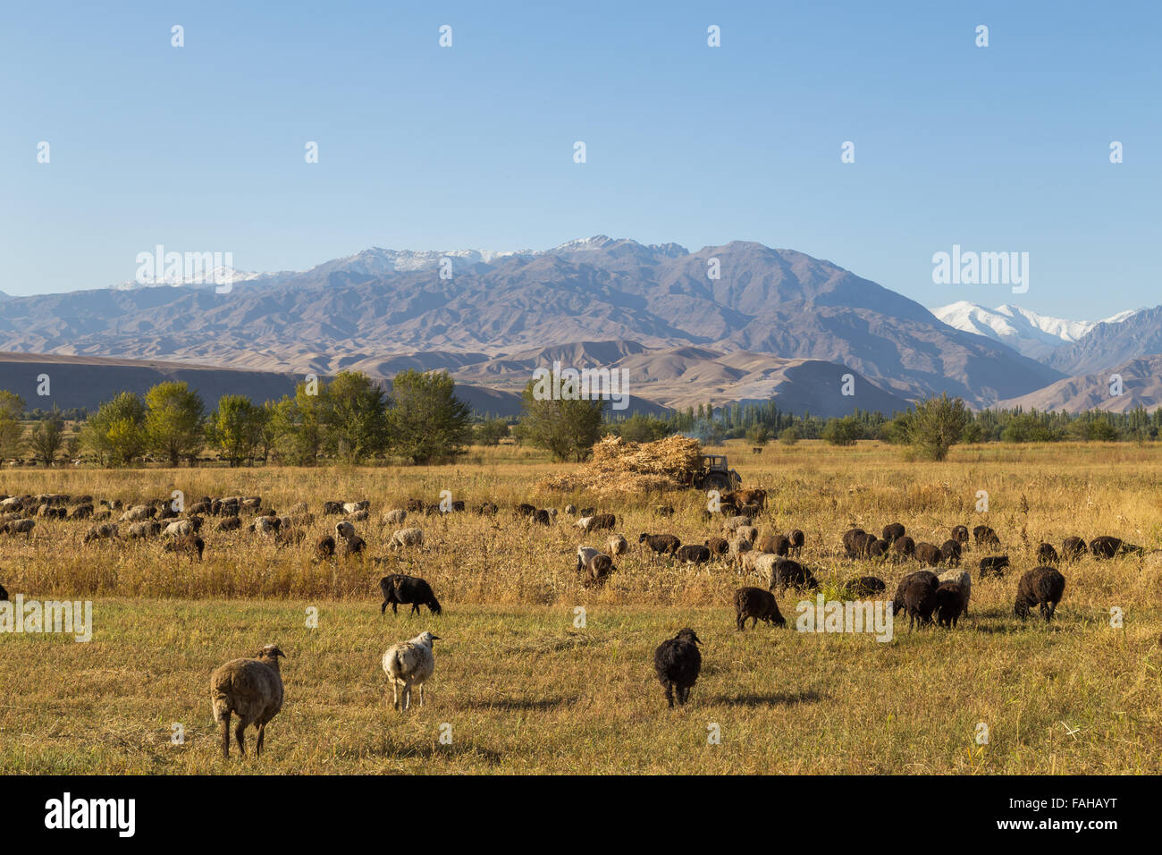 Sheep herd close to Toktogul in Kyrgyzstan. Stock Photo
