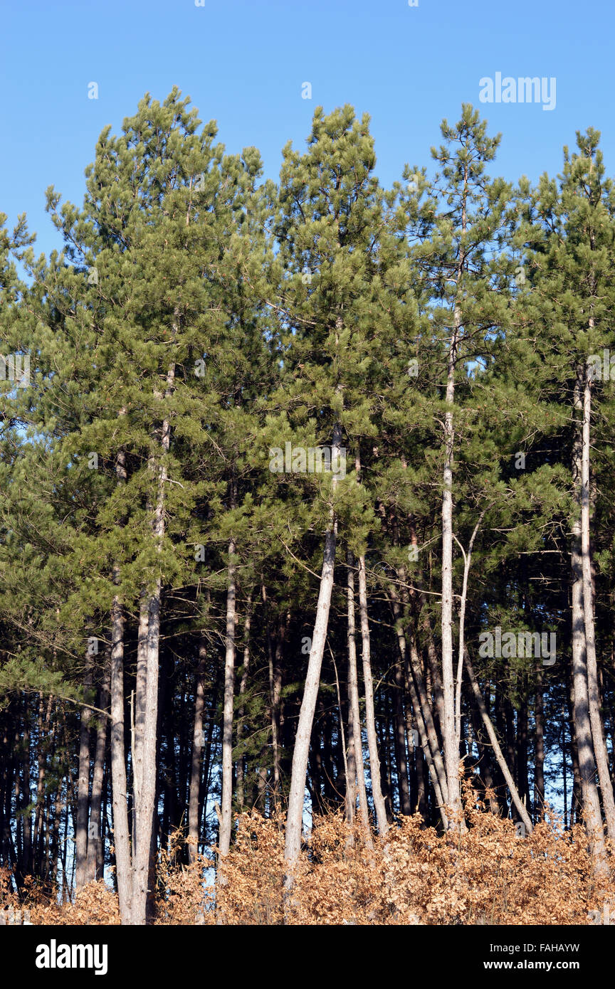 Young pine forest with clear sky background Stock Photo