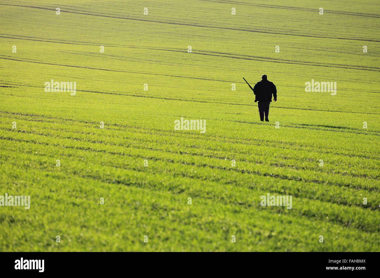 A man taking position during a winter shoot on farmland in North Norfolk. Stock Photo