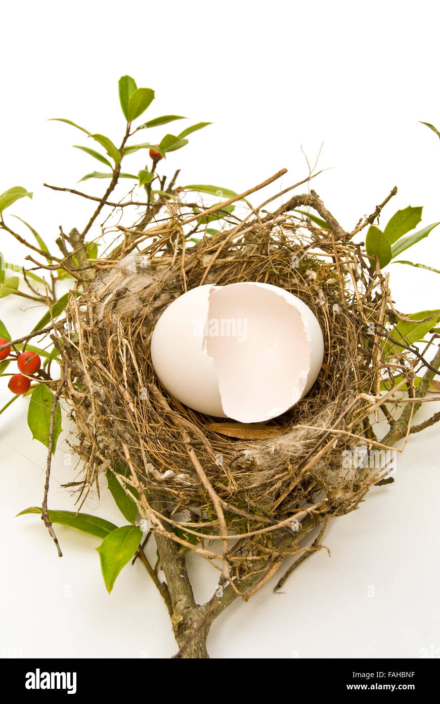 Hatched Egg In Bird’s Nest Stock Photo Alamy