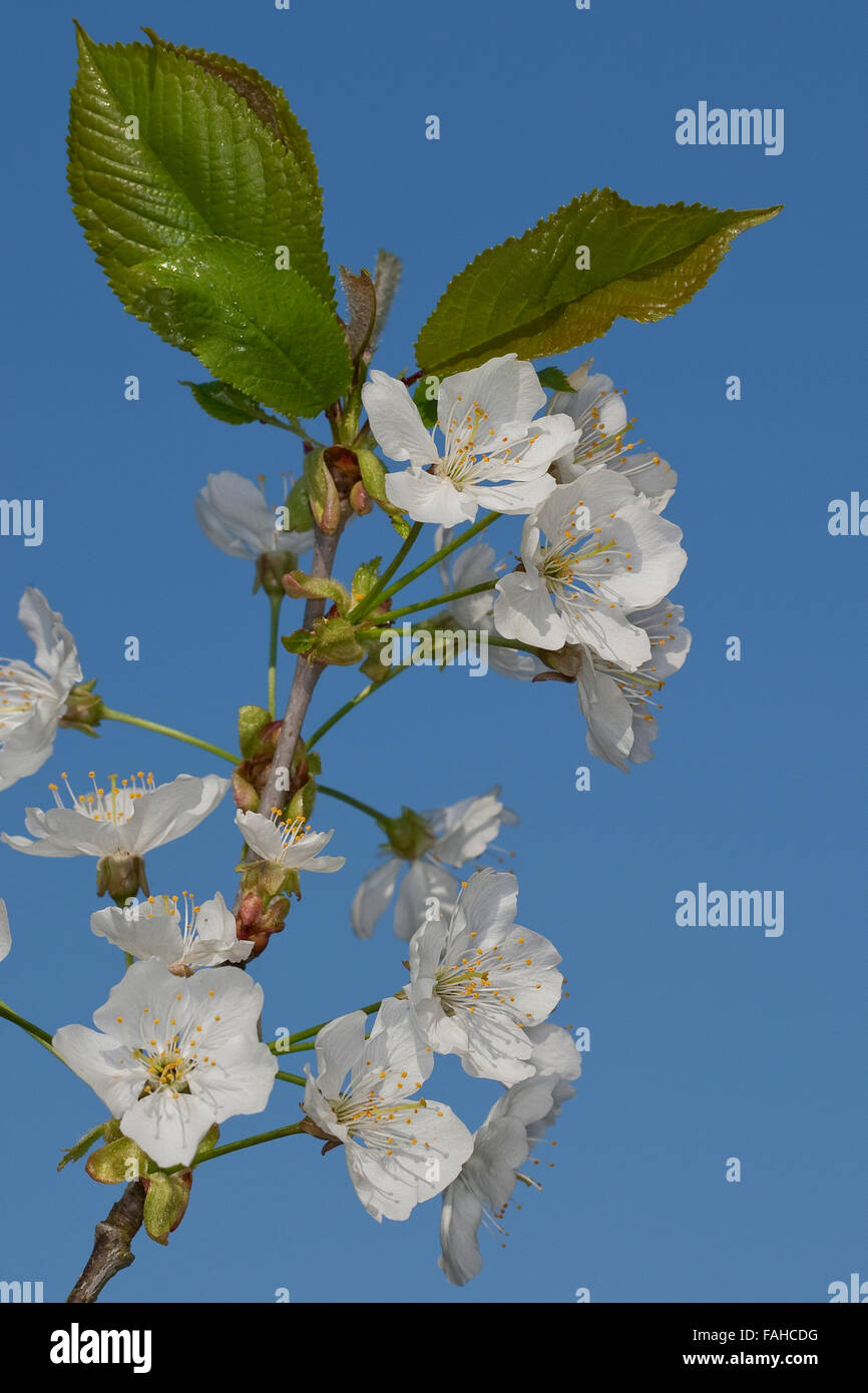 Plum, Pflaume, Kulturpflaume, Kultur-Pflaume, Zwetsche, Zwetschge, Obst, Obstbaum, Blüten, Prunus domestica Stock Photo