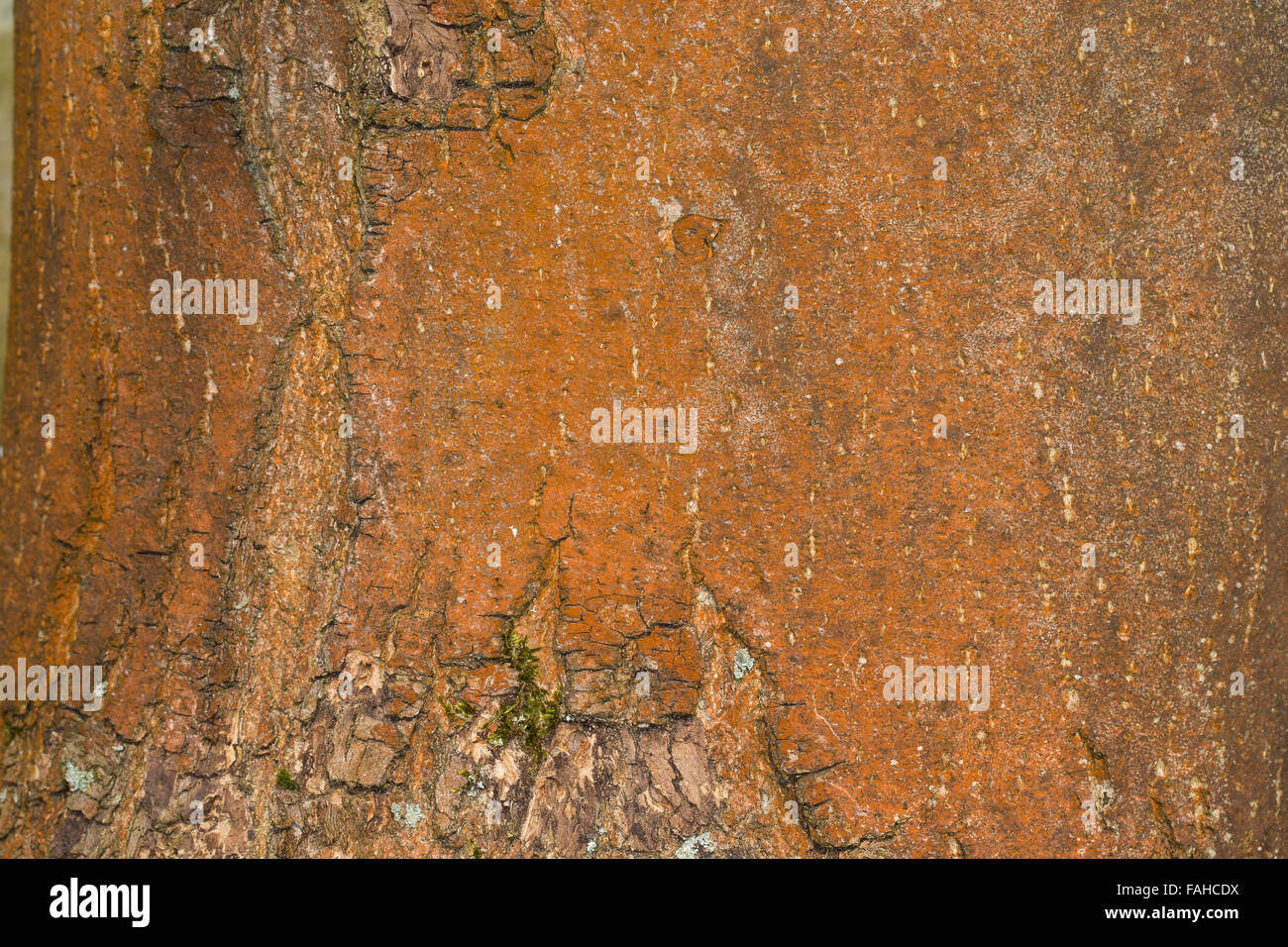 Green alga, green algae, bark, Orangerote Luftalge, Luftalgen, Grünalge, Rinde, Trentepohlia aurea, Chlorophyta, Aerophyten Stock Photo