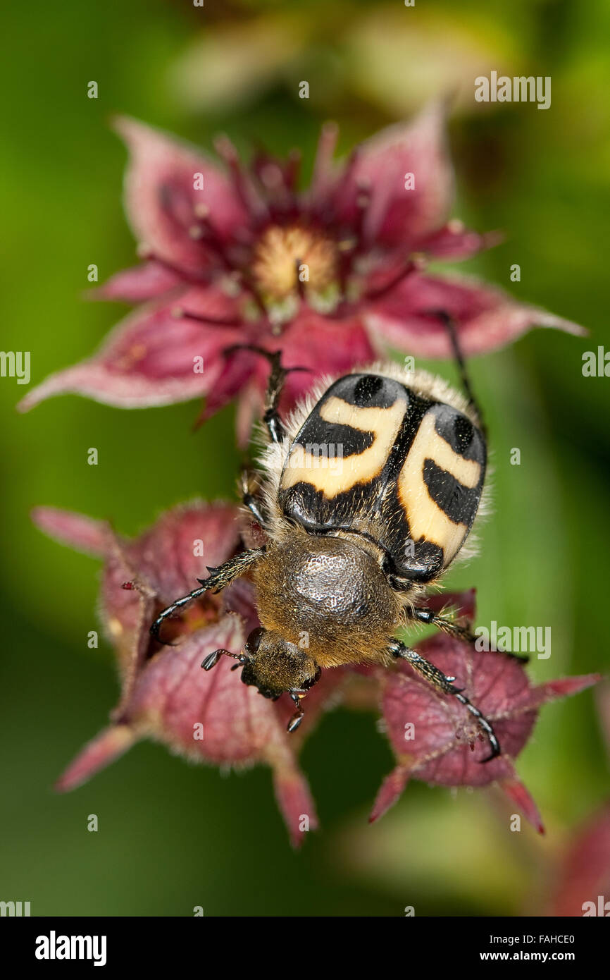 Bee chafer, visiting a flower, Gebänderter Pinselkäfer, Blütenbesuch auf Sumpf-Blutauge, Trichius fasciatus Stock Photo