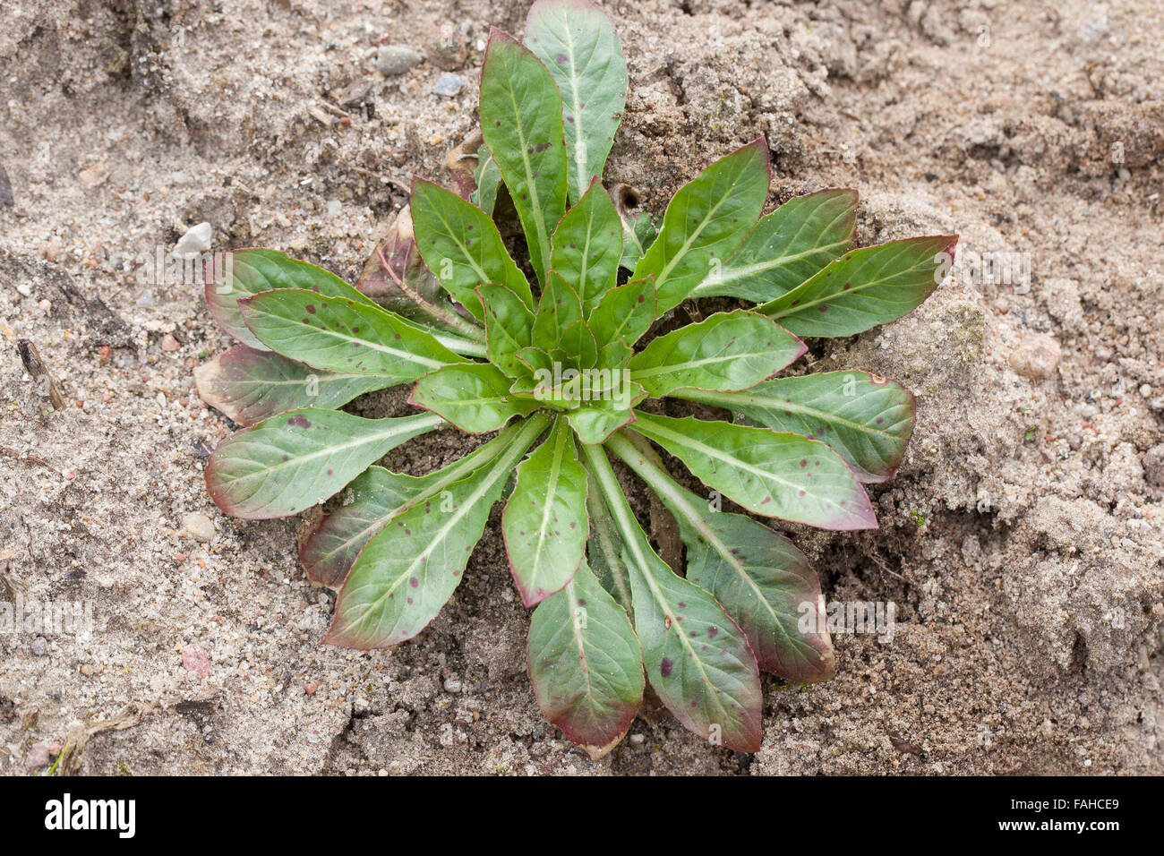 Common Evening Primrose, EveningPrimrose, leaf, leaves, Gewöhnliche