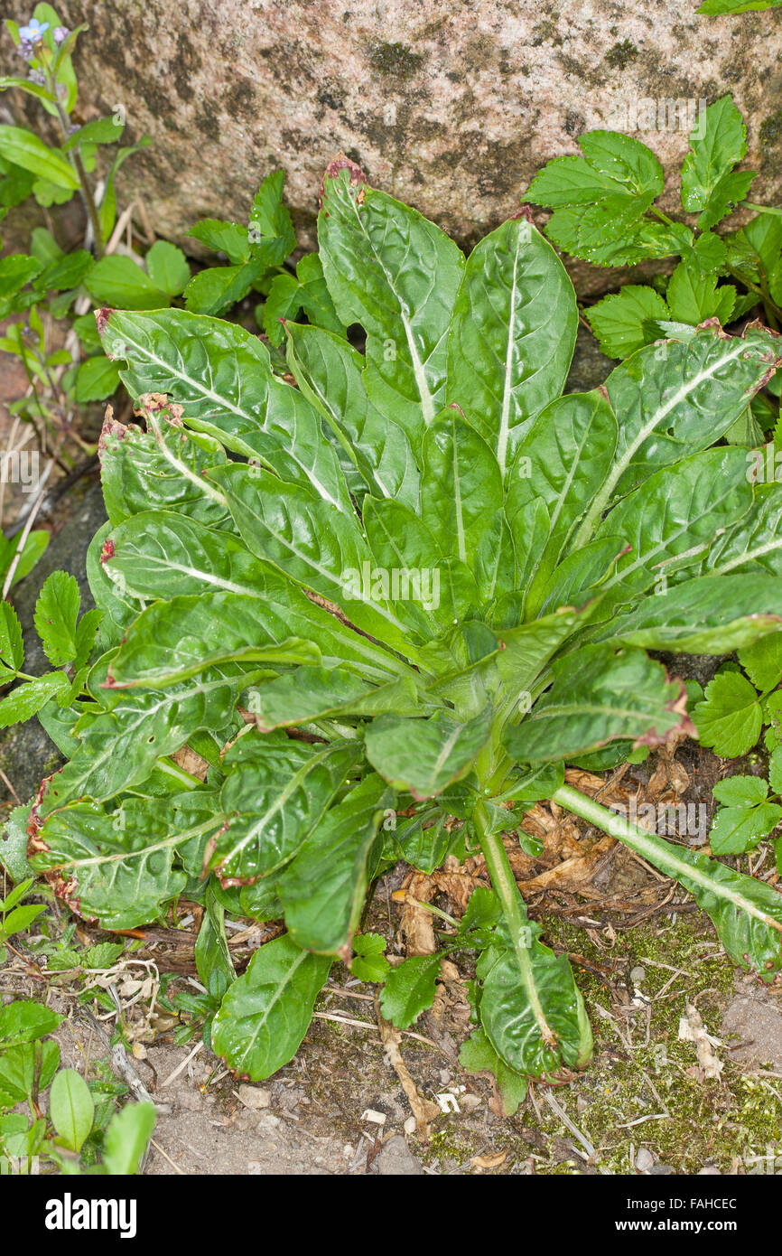 Common Evening Primrose, Evening-Primrose, leaf, leaves, Gewöhnliche Nachtkerze, Blattrosette, Blätter, Blatt, Oenothera biennis Stock Photo