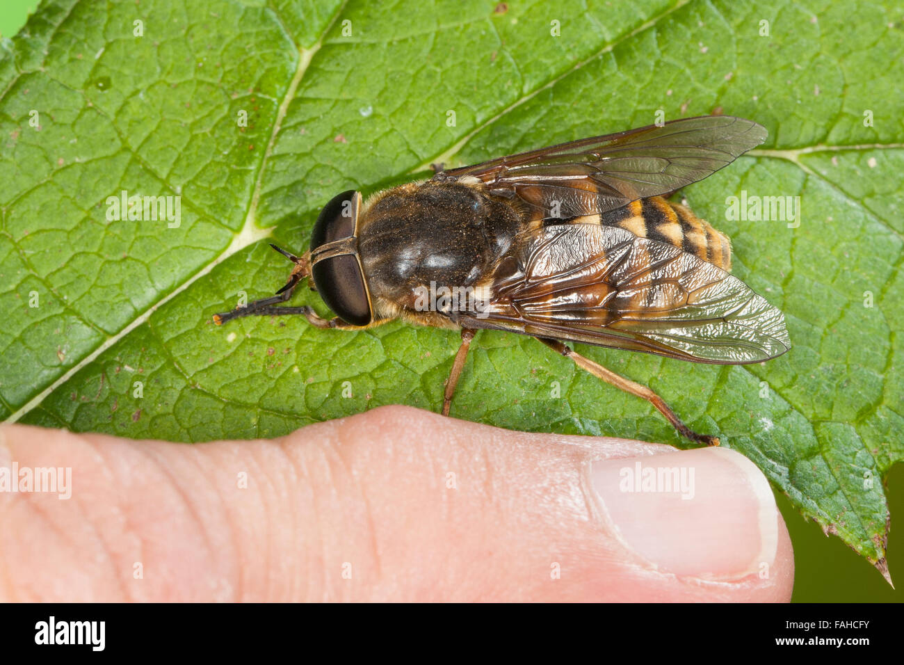 Dark Giant Horsefly Giant Horsefly Pferdebremse Pferde Bremse Dark Giant Horsefly Giant Horsefly Pferdebremse Pferde Bremse