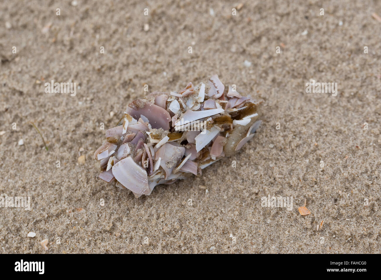 Pellet, pellets of a gull, gulls, Möwengewölle, Gewölle einer Möwe, Möwen, am Strand mit Muschel- und Schnecken-Schalenreste Stock Photo