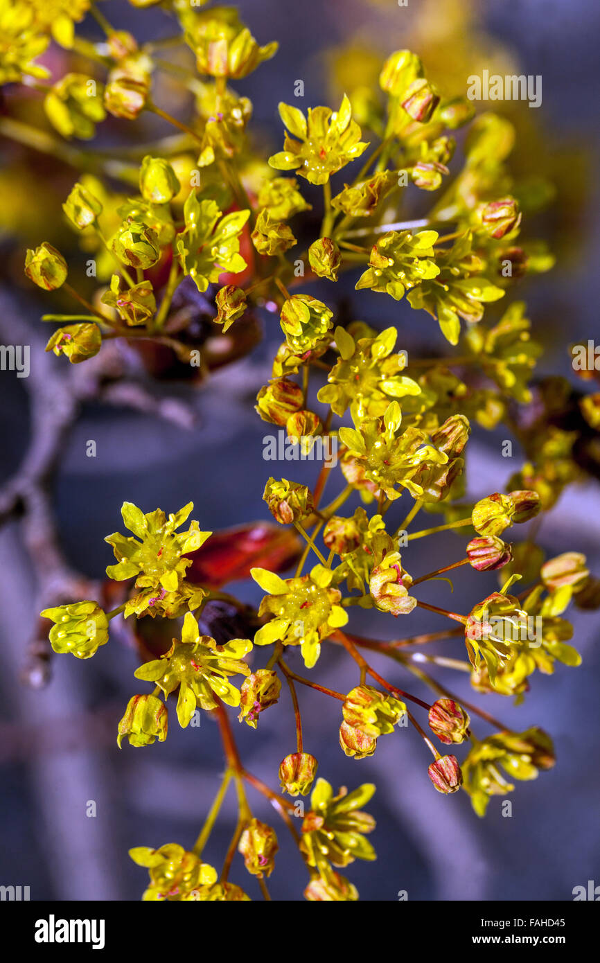 Acer plantanoides, Crimson King, Norway maple pollen in spring Stock Photo