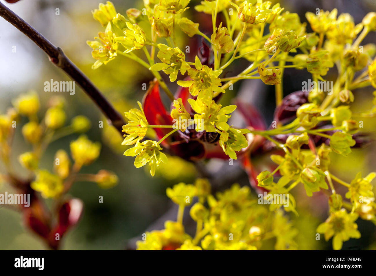 Norway maple blossom in spring Acer plantanoides Crimson King, Stock Photo