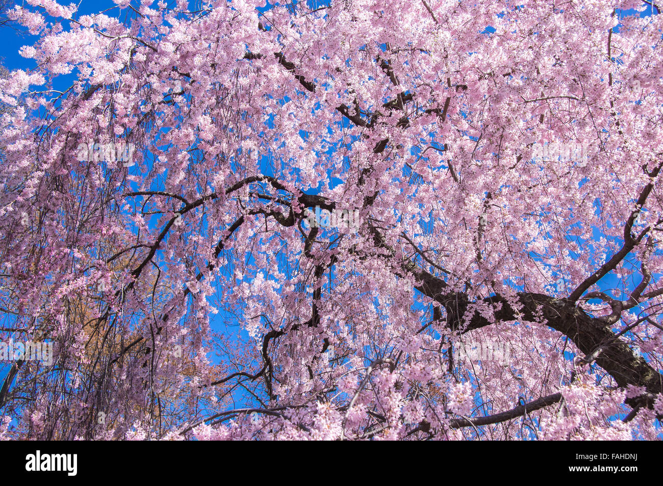 Cherry Blossom, National Mall, Washington DC, USA Stock Photo Alamy