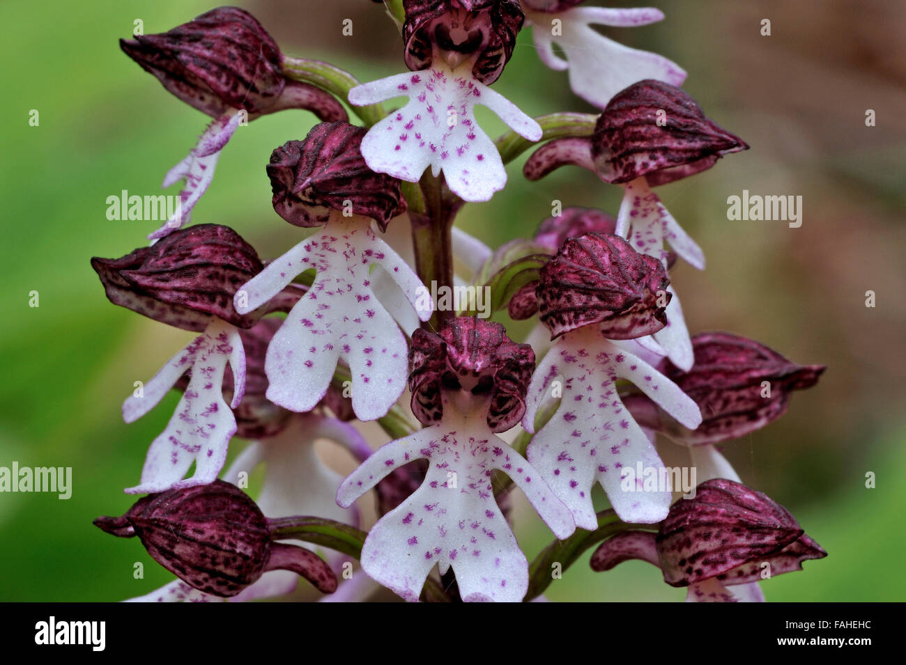 Lady orchid (Orchis purpurea) in flower Stock Photo