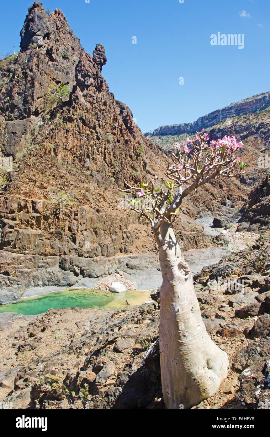 Flowering Bottle tree in the oasis of Dirhur, natural pool in the protected area of Dixam Plateau, Socotra Island, Yemen Stock Photo