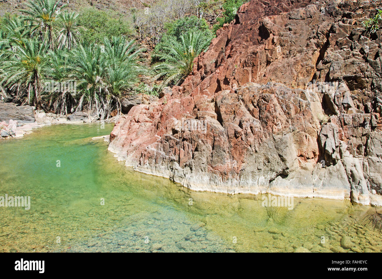 The oasis of Dirhur, natural pool in the protected area of Dixam Plateau, Gulf of Aden, Arabian Sea, Socotra Island, Yemen Stock Photo