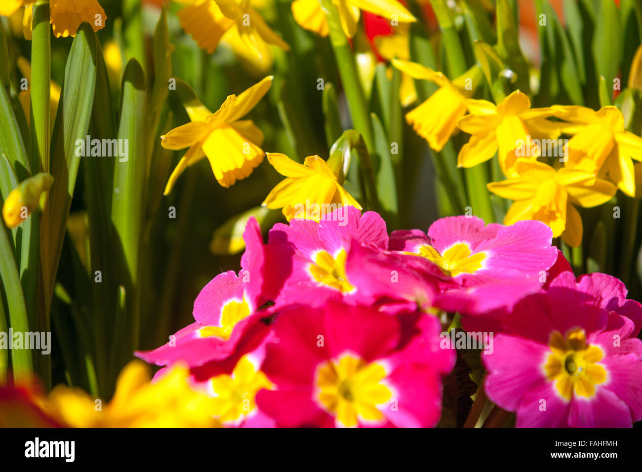 Spring flowers, daffodils primula primrose, garden spring daffodils Stock Photo Alamy