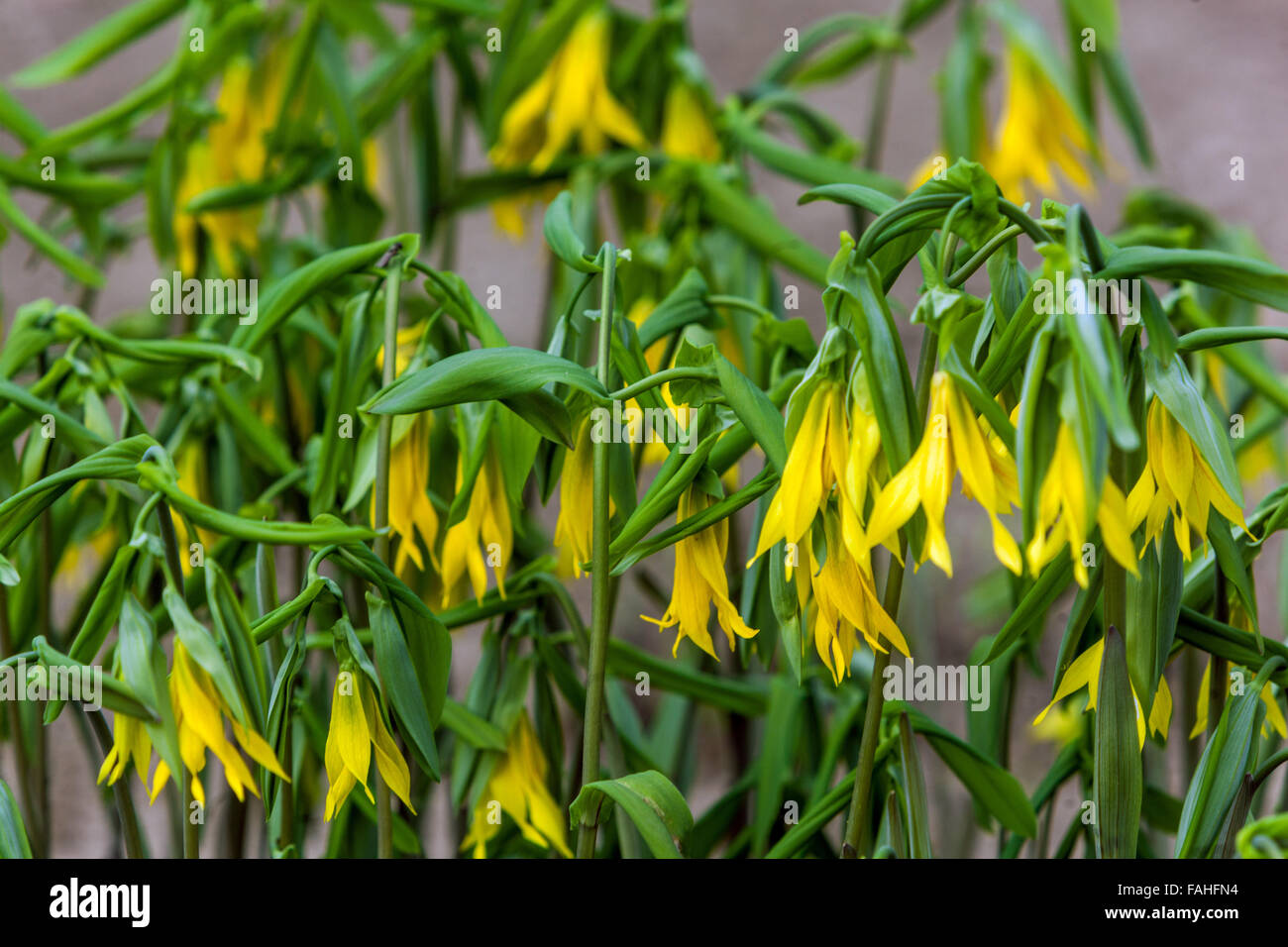 Uvularia grandiflora Large-flowered bellwort or Large merrybells Stock Photo