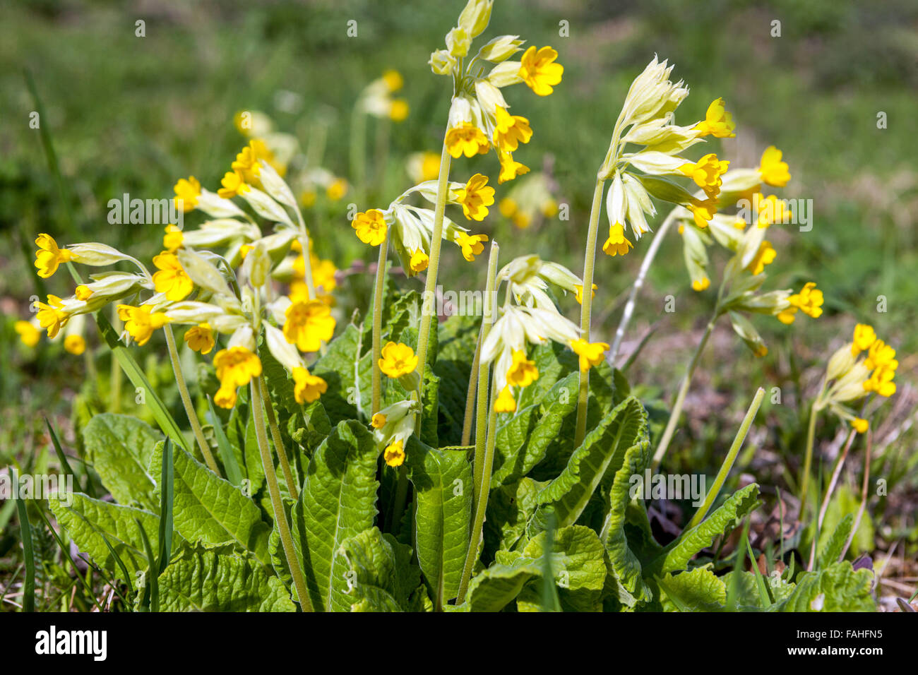 Primula veris. Cowslip flowers Spring garden lawn Stock Photo