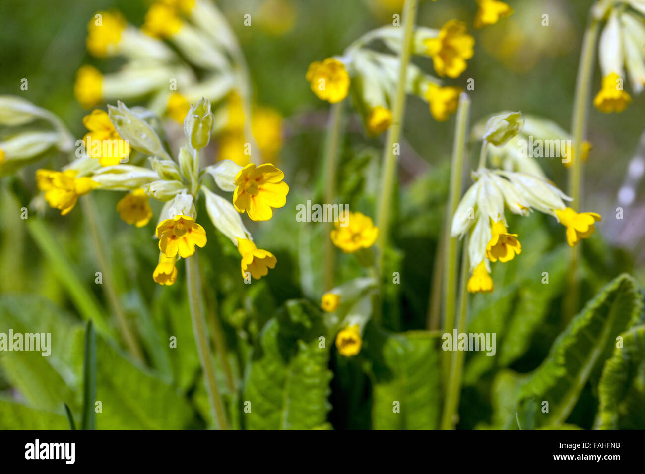 Primula veris. Cowslip flower in the grass Stock Photo