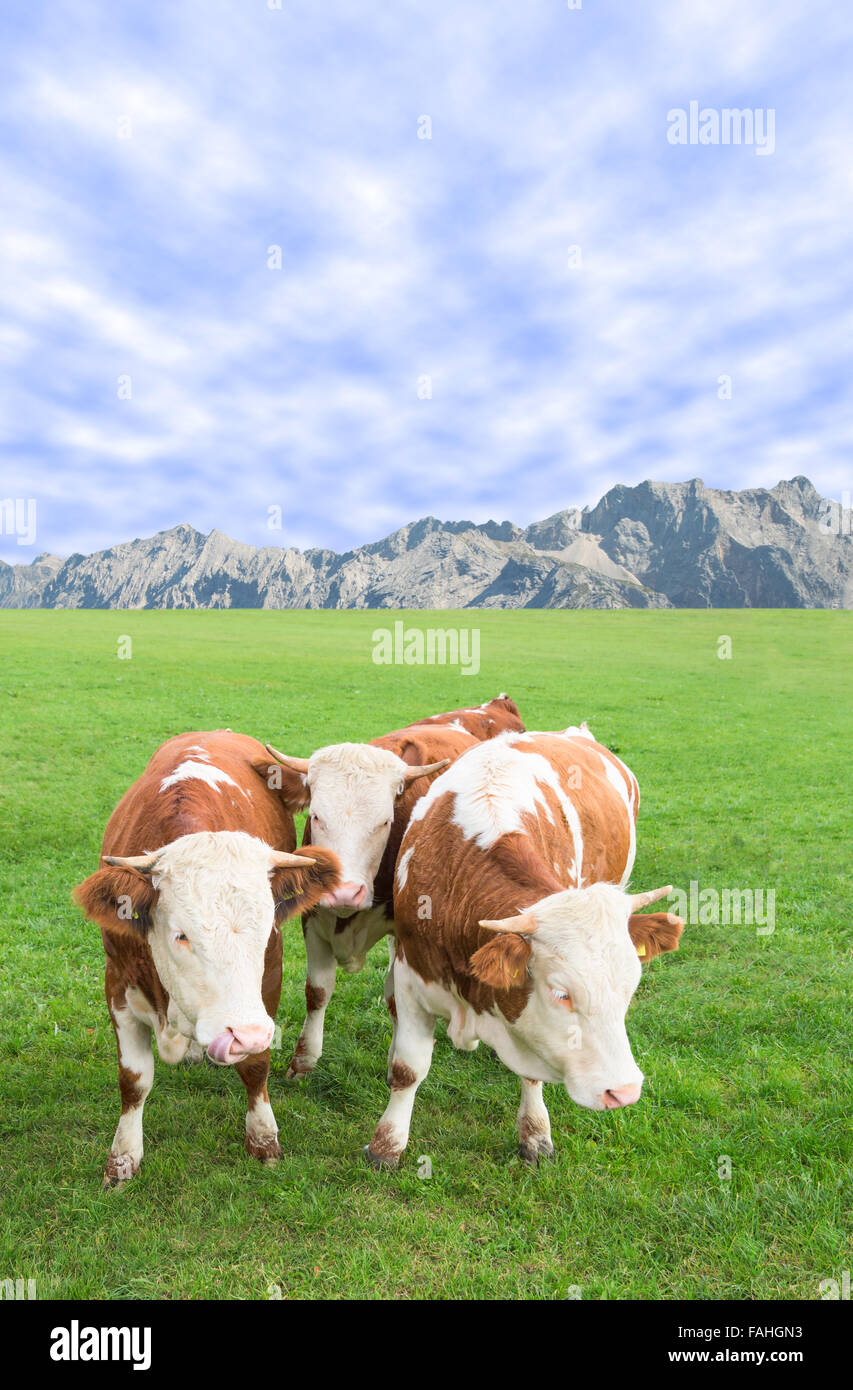 Group of cow calves grazing against Alps mountains landscape on Alpine pasture Stock Photo