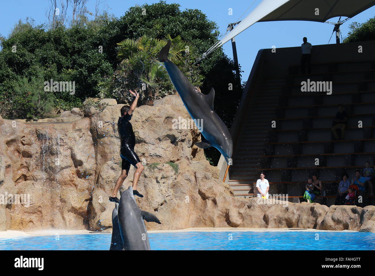 Bottlenose dolphin doing a somersault over dolphin trainer at Loro Parque Zoo & Marine Park, Puerto de la Cruz, Tenerife, Spain Stock Photo