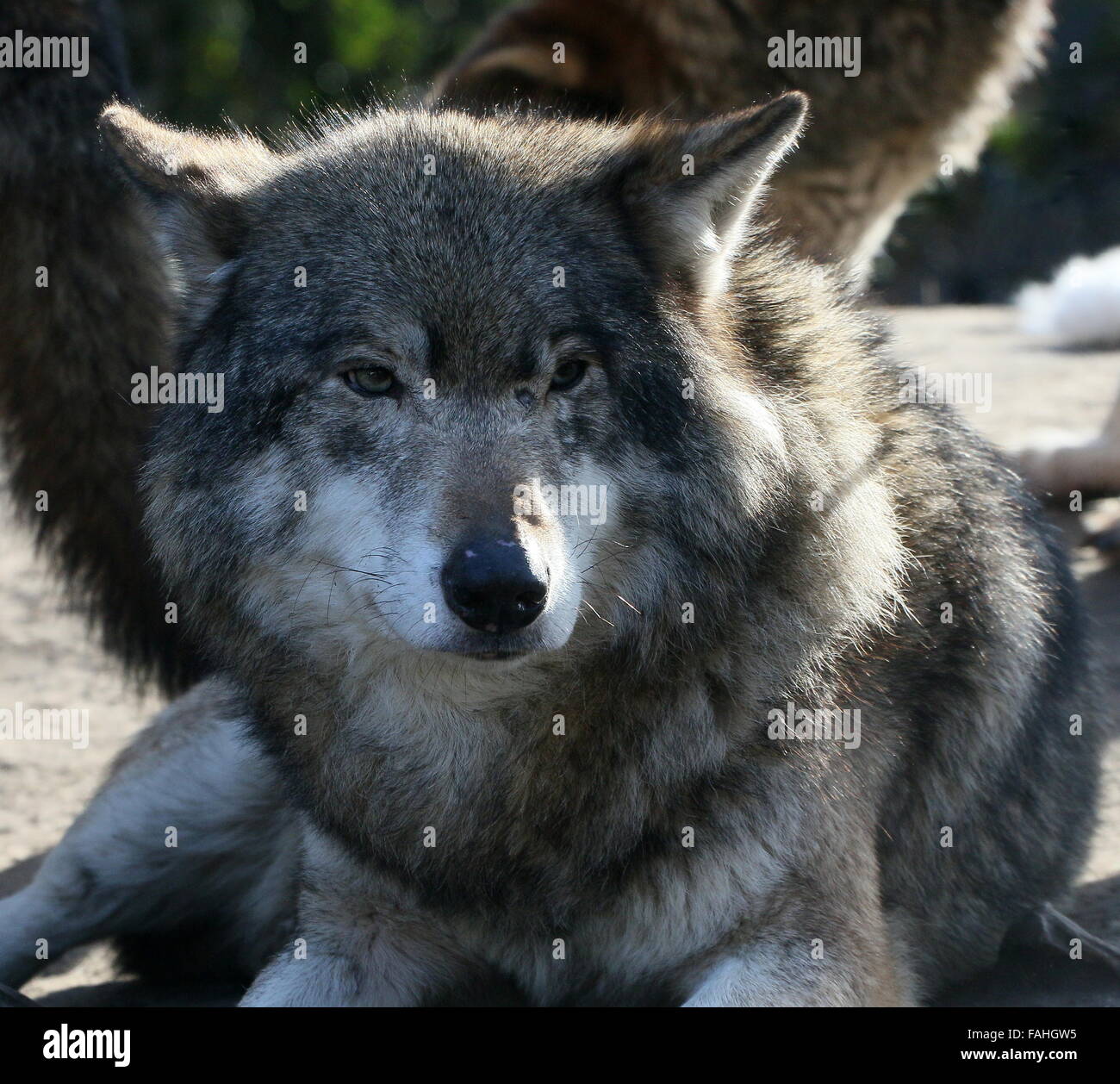 European Grey Wolf (Canis Lupus) resting on the ground, facing the camera Stock Photo