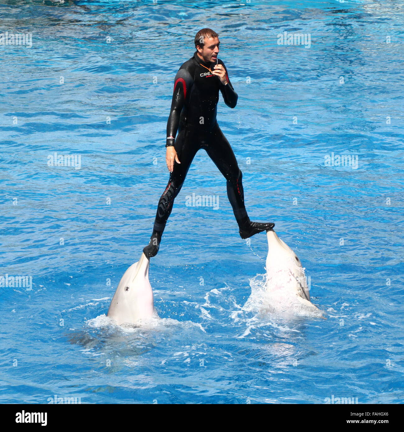 Trainer With Bottlenose Dolphins Performing At Loro Parque Zoo Marine Park In Puerto De La Cruz Tenerife Spain Stock Photo Alamy
