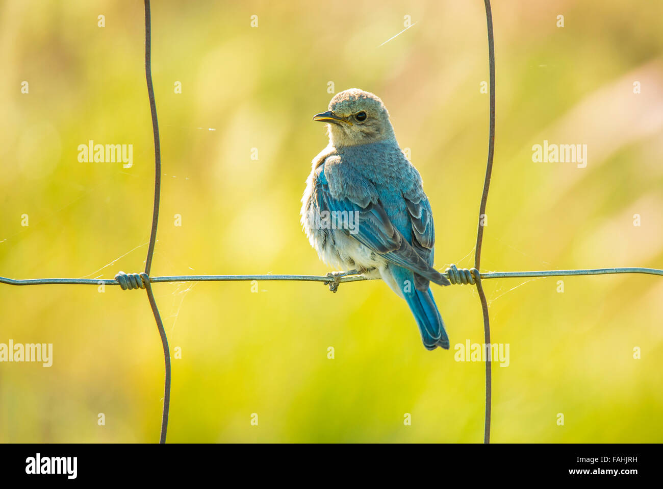 Birds, Mountain Blue Bird, Young fledgling Blue Bird perched on fence. Idaho State Bird, Idaho, USA Stock Photo