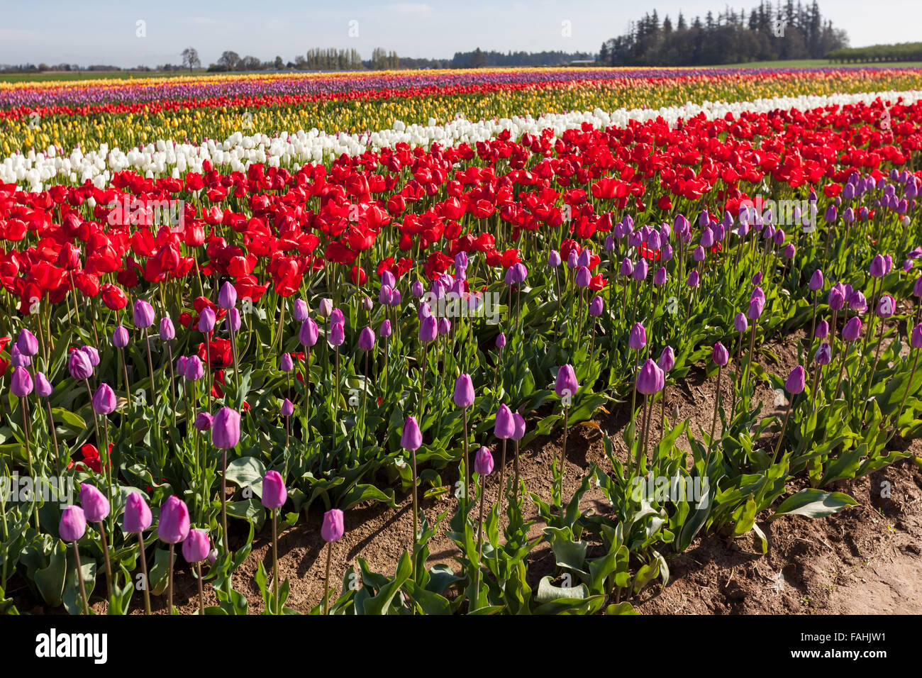 Rows of colorful tulips on a farm in springtime in Oregon Stock Photo ...