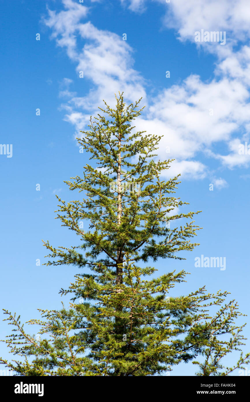 Peak of pine tree on cloudy sky Stock Photo - Alamy