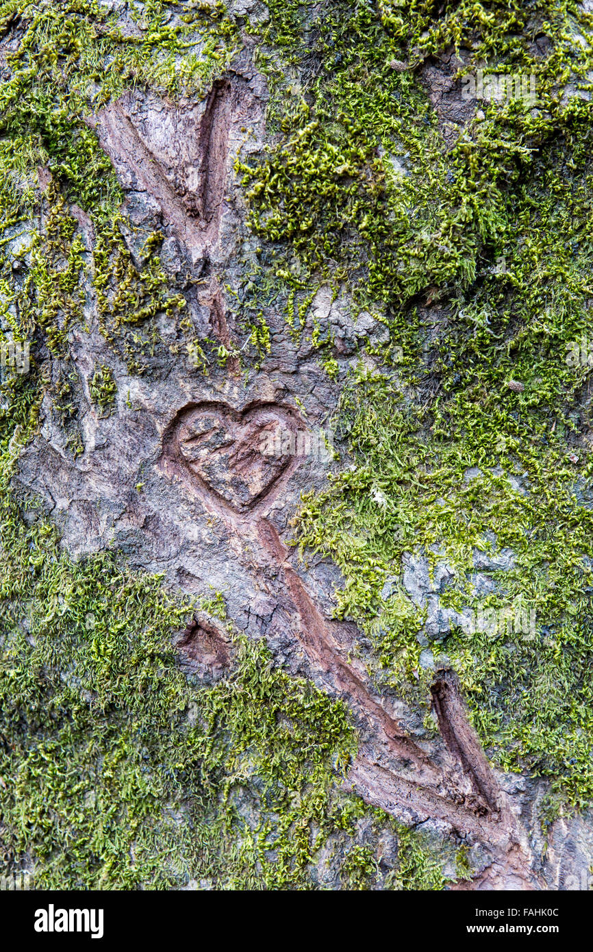 Tree bark as declaration of love. Stock Photo