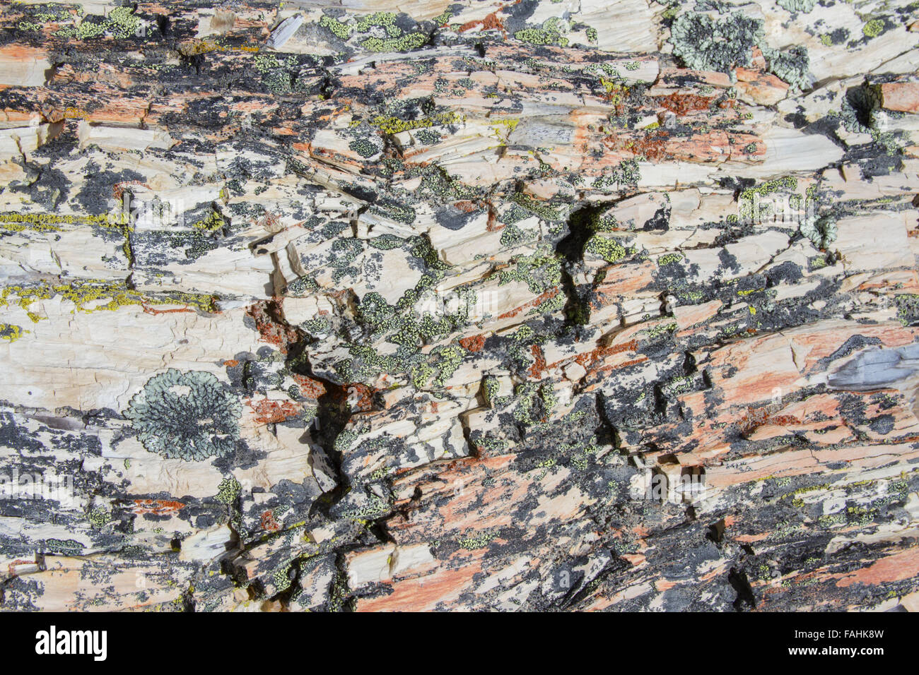Algae growing on surface of petrified wood in La Leona Petrified Forest