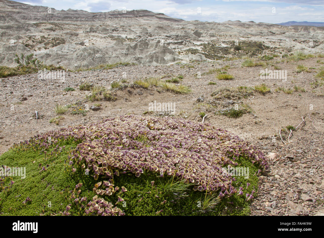 Flowering bush with rock formations in La Leona Petrified Forest, Argentina. Stock Photo