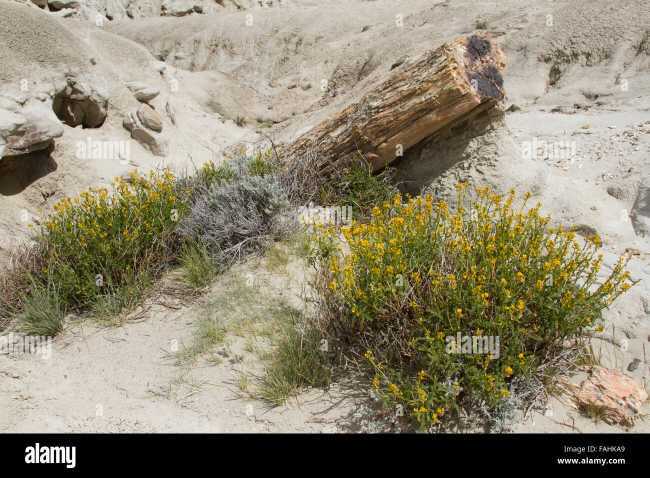 Petrified logs amid scrub brush and spring flowers in desert of La Leona Petrified Forest, Patagonia, Argentina. Stock Photo