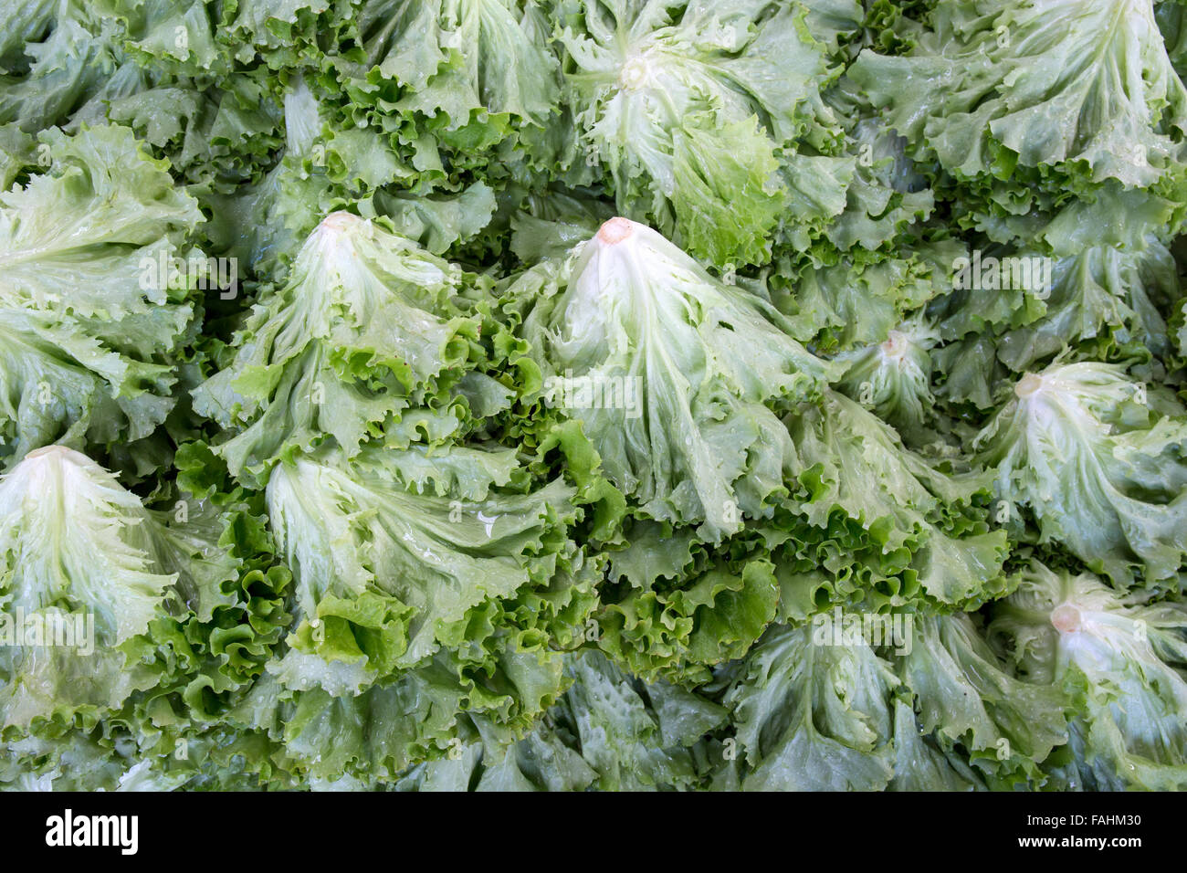 Lettuces with crinkly leaves Stock Photo