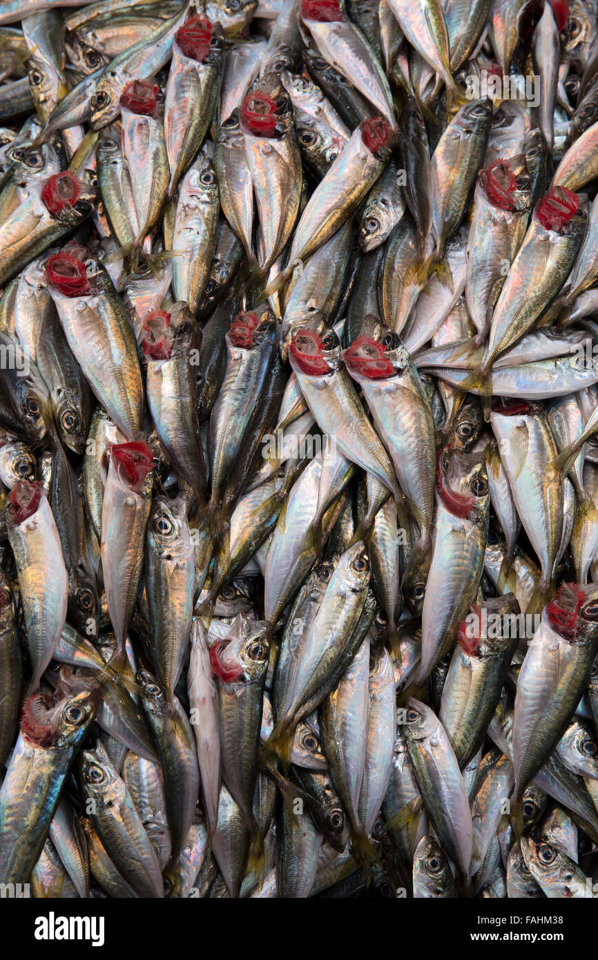Horse mackerels on a street fish bazaar stand in Istanbul, Turkey Stock