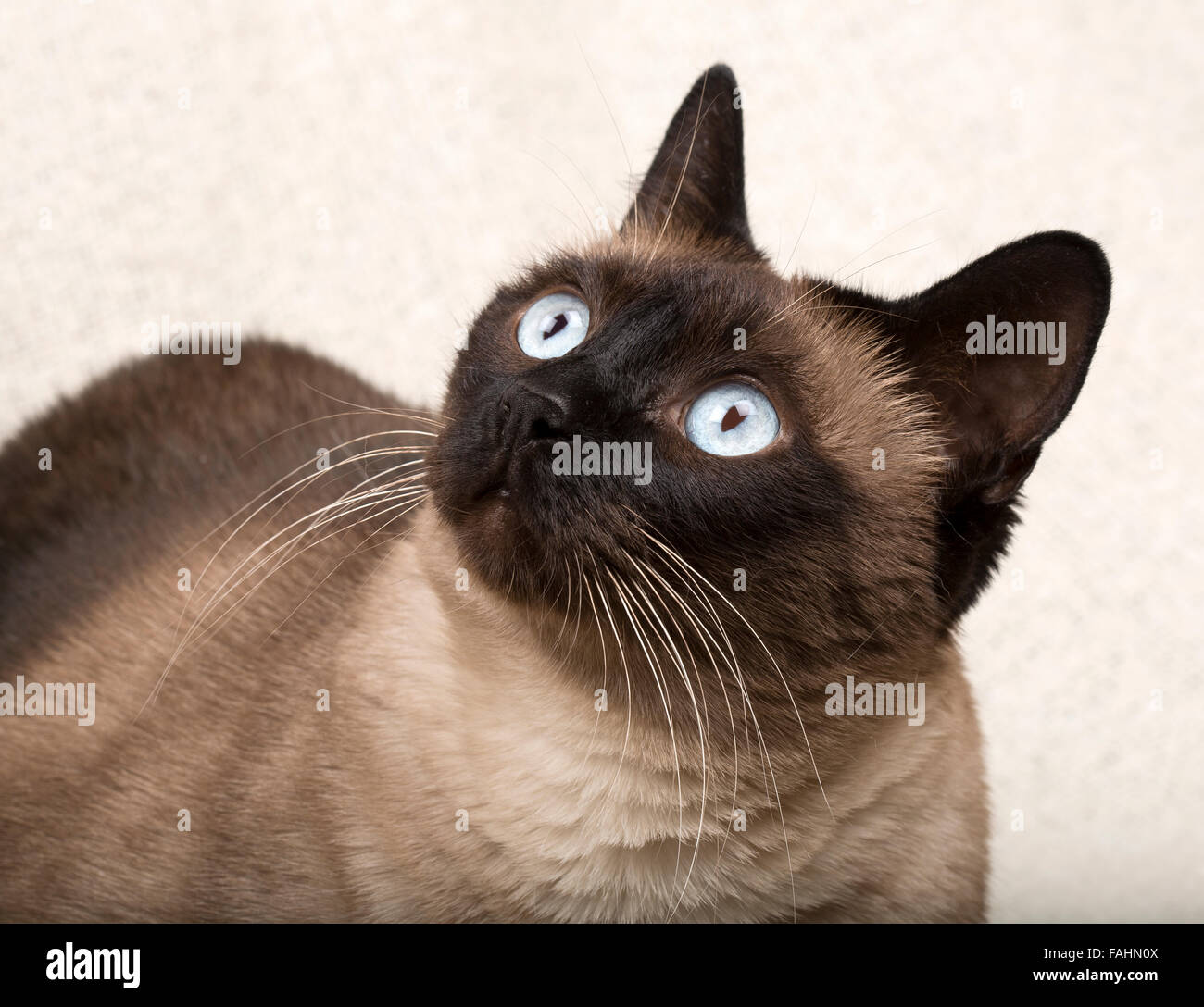Siamese cat isolatet on a blanket. Stock Photo