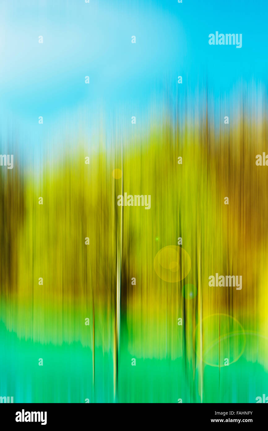 Summer motion of trees,abstract natural background Stock Photo